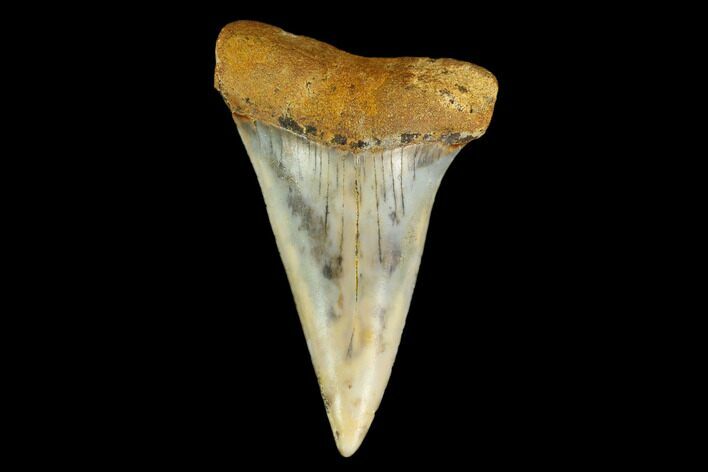 Colorful Mako/White Shark Tooth Fossil - Sharktooth Hill, CA #113944